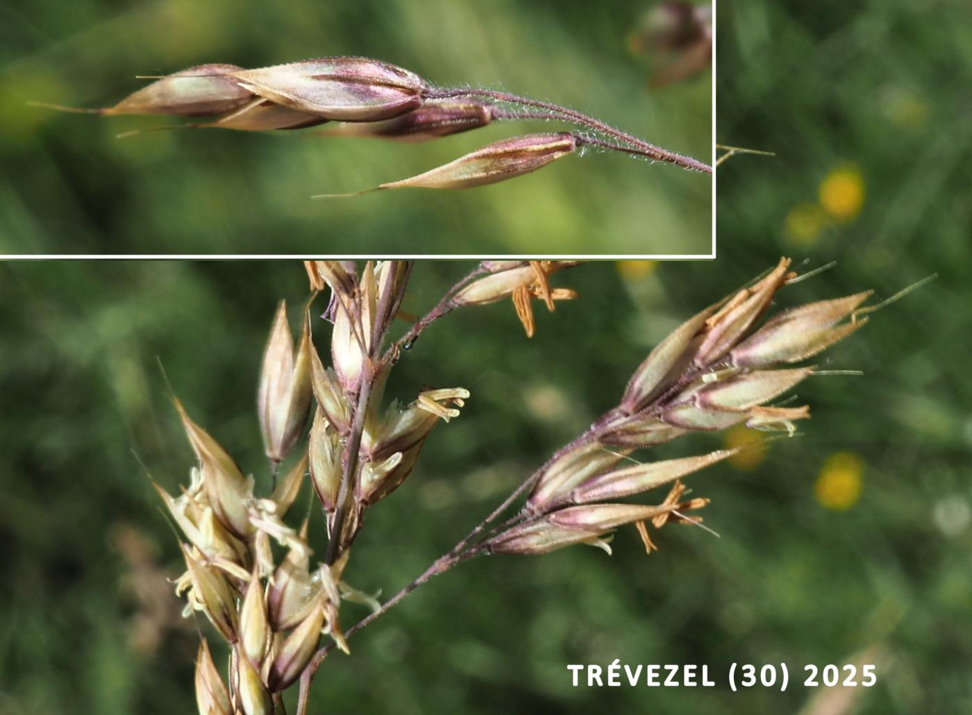 Creeping soft-grass flower